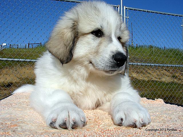 Puppy Rudy 05 13 2010 9W 2P